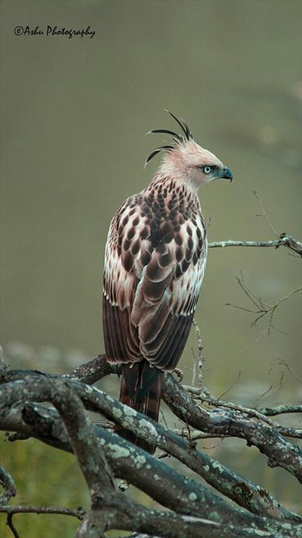 Changeable Hawk Eagle